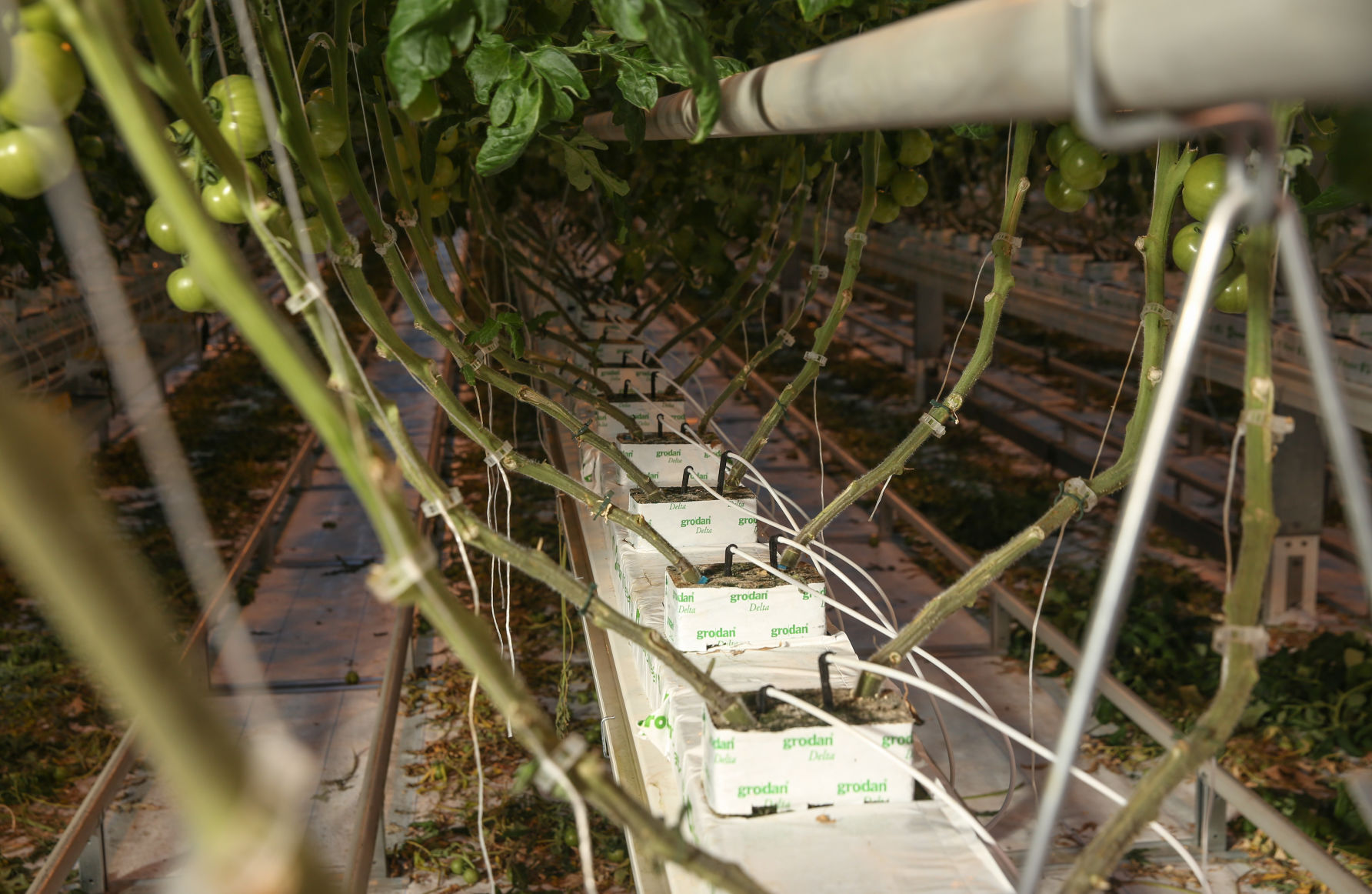 Bushel Boy Farms - Mason City tour- irrigation